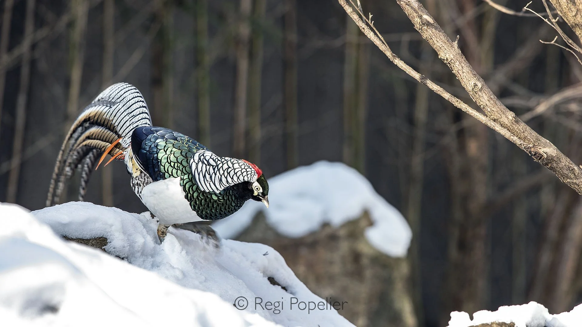 CHIN016 - Lady Amherst's Pheasant (Chrysolophus amherstiae) stands in full splendor against a snowy winter backdrop, its vivid plumage strikingly contrasted by the pristine white surroundings.