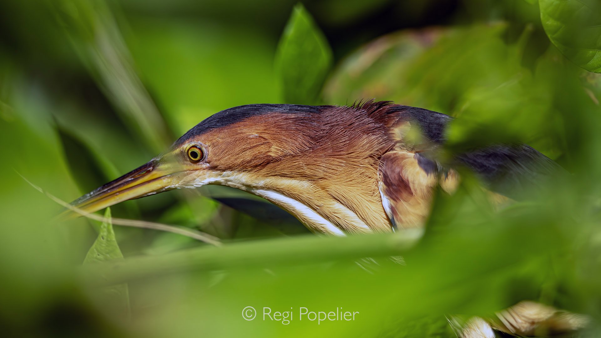 EQ001 - Least Bittern hides subtly among dense foliage, its slender body and muted colors blending perfectly with the reeds, revealing the secretive elegance of this elusive marsh bird.