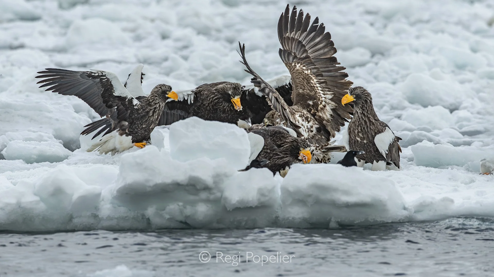 HOK055 - From our boat, we watched in awe as these magnificent predators claimed their winter banquet, each swoop and snatch a perfect portrait of the wild at its most raw.