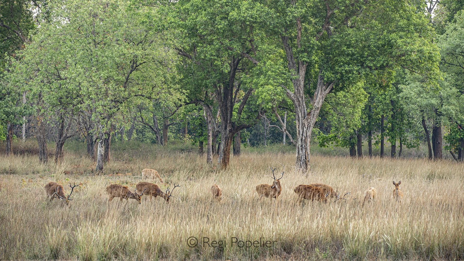 INDIA071 -  First sight  at morning when leaving our  stay  inside the Jim Corbett NP.