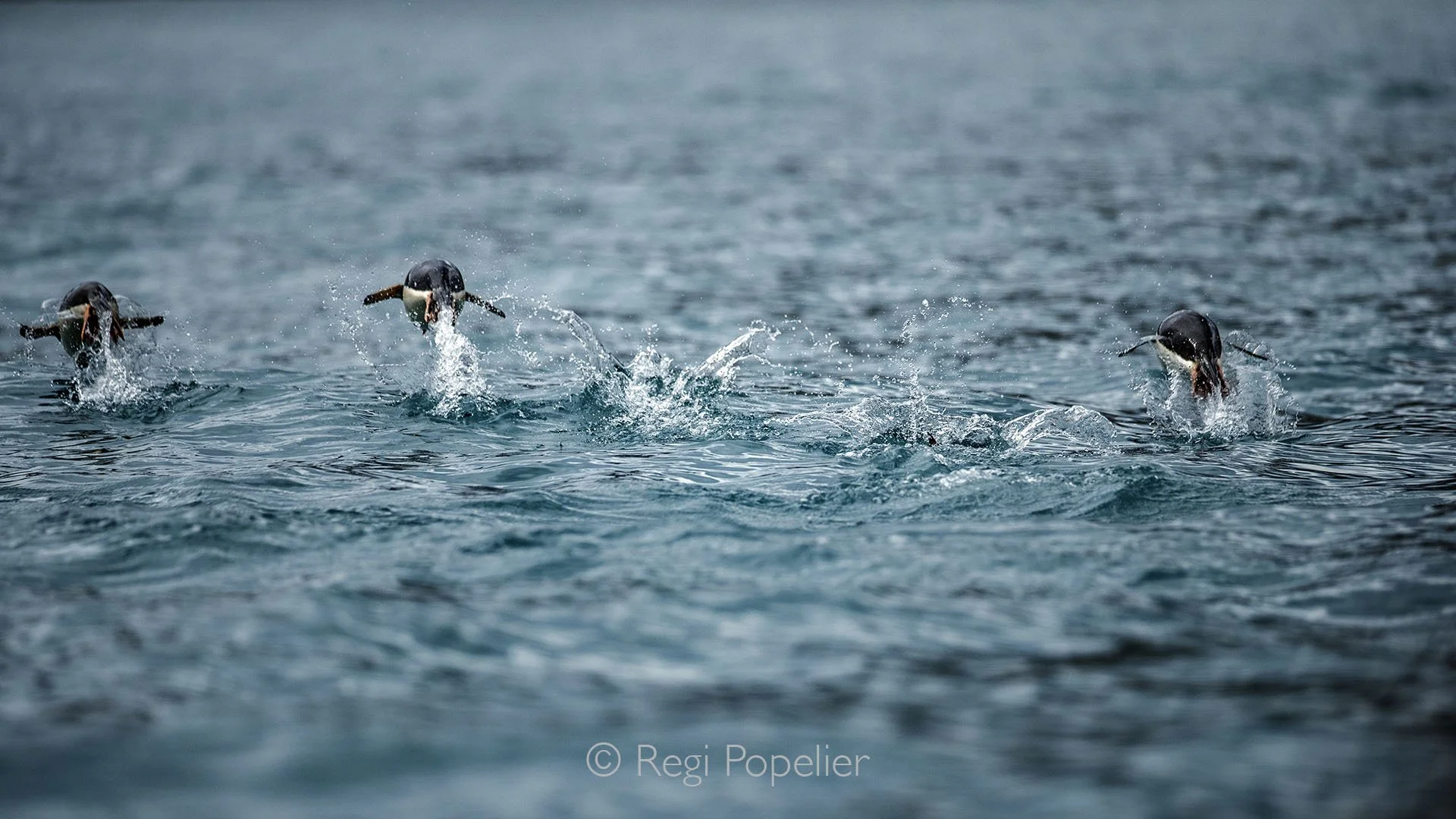 ANT007 - Penguins leaping into the water to escape a leopard seal, a dramatic moment of survival in the Antarctic wild.
