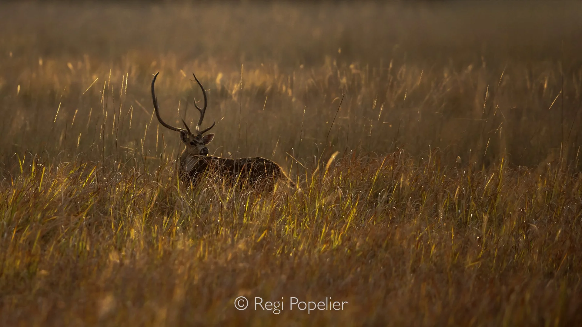 INDIA076 - Spotted deer at evening. Pench NP. 