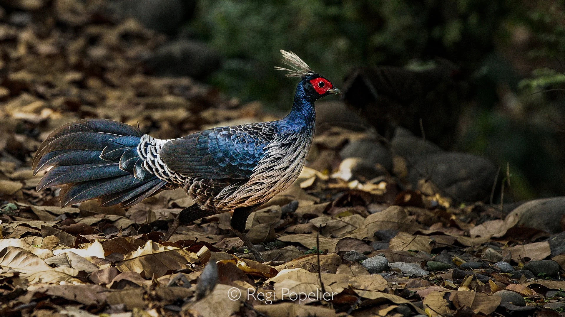 INDIA053 - White-crested kalij pheasant,  (Lophura leucomelanos).