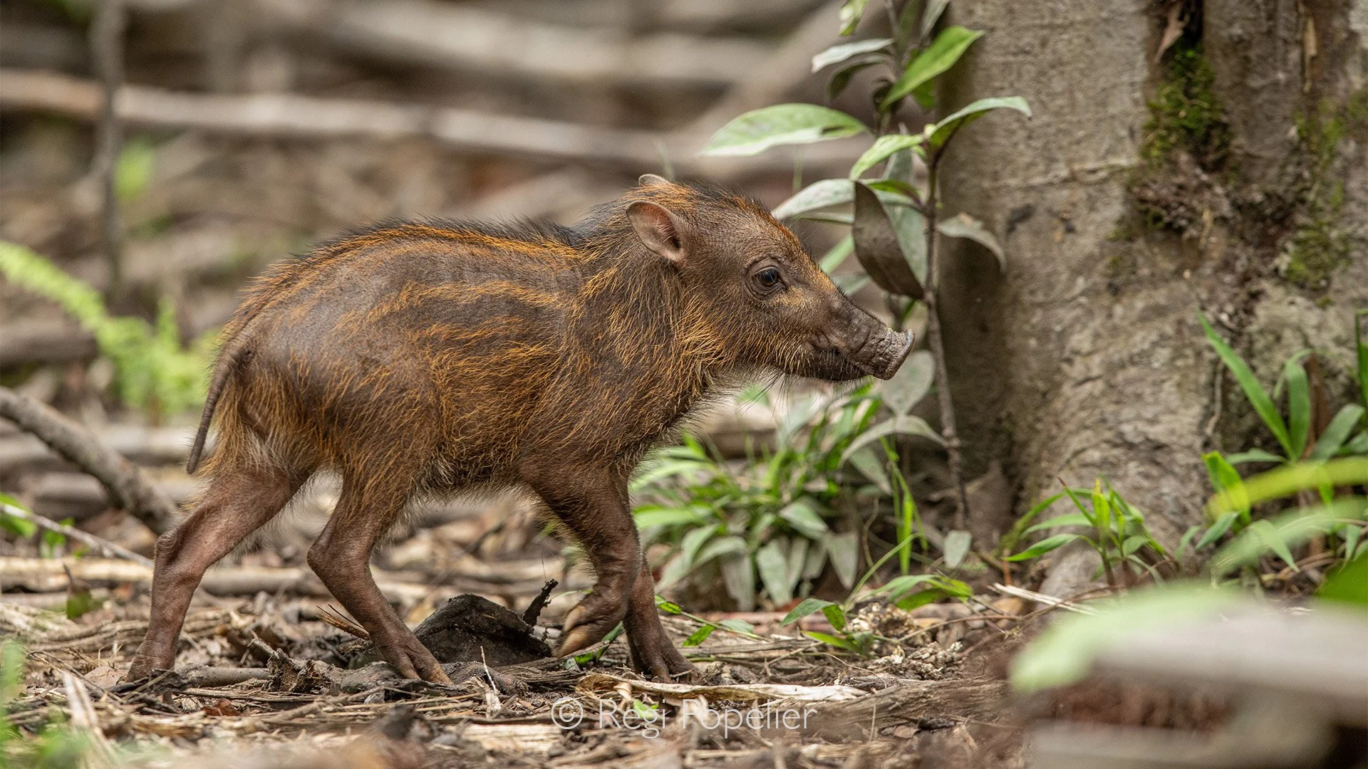 INDO031 - Sulawesi warty pig
(Sus celebensis).