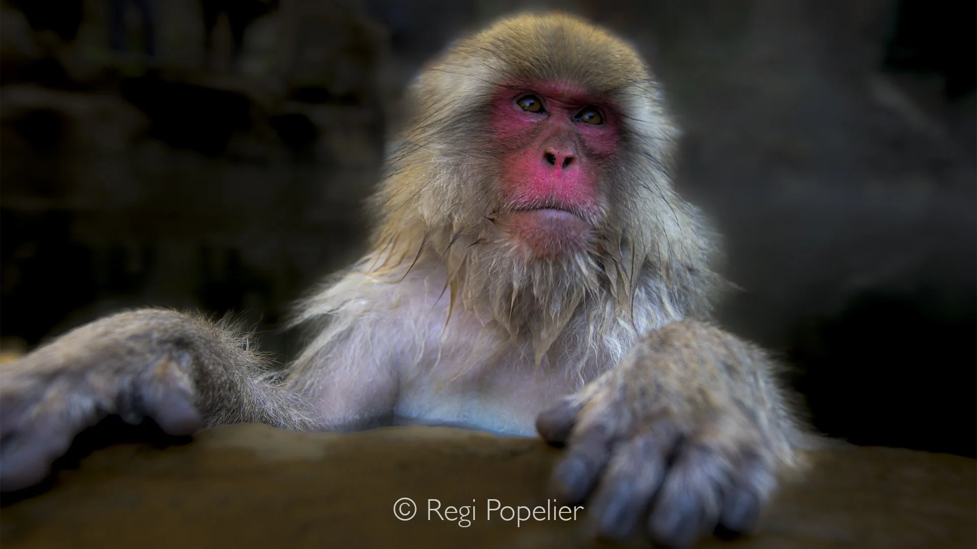 JAP001 -  My first visit to Jigokudani Monkey park 