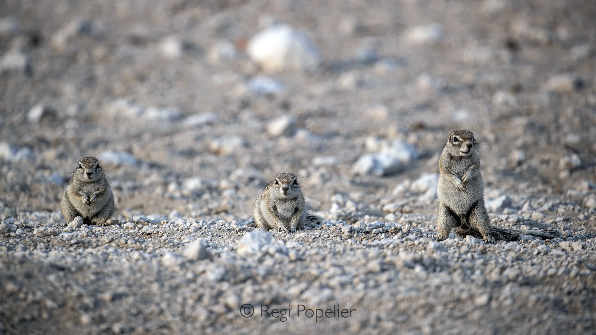 Namibia034 - Cape ground squirrel, Xerus inauris. 