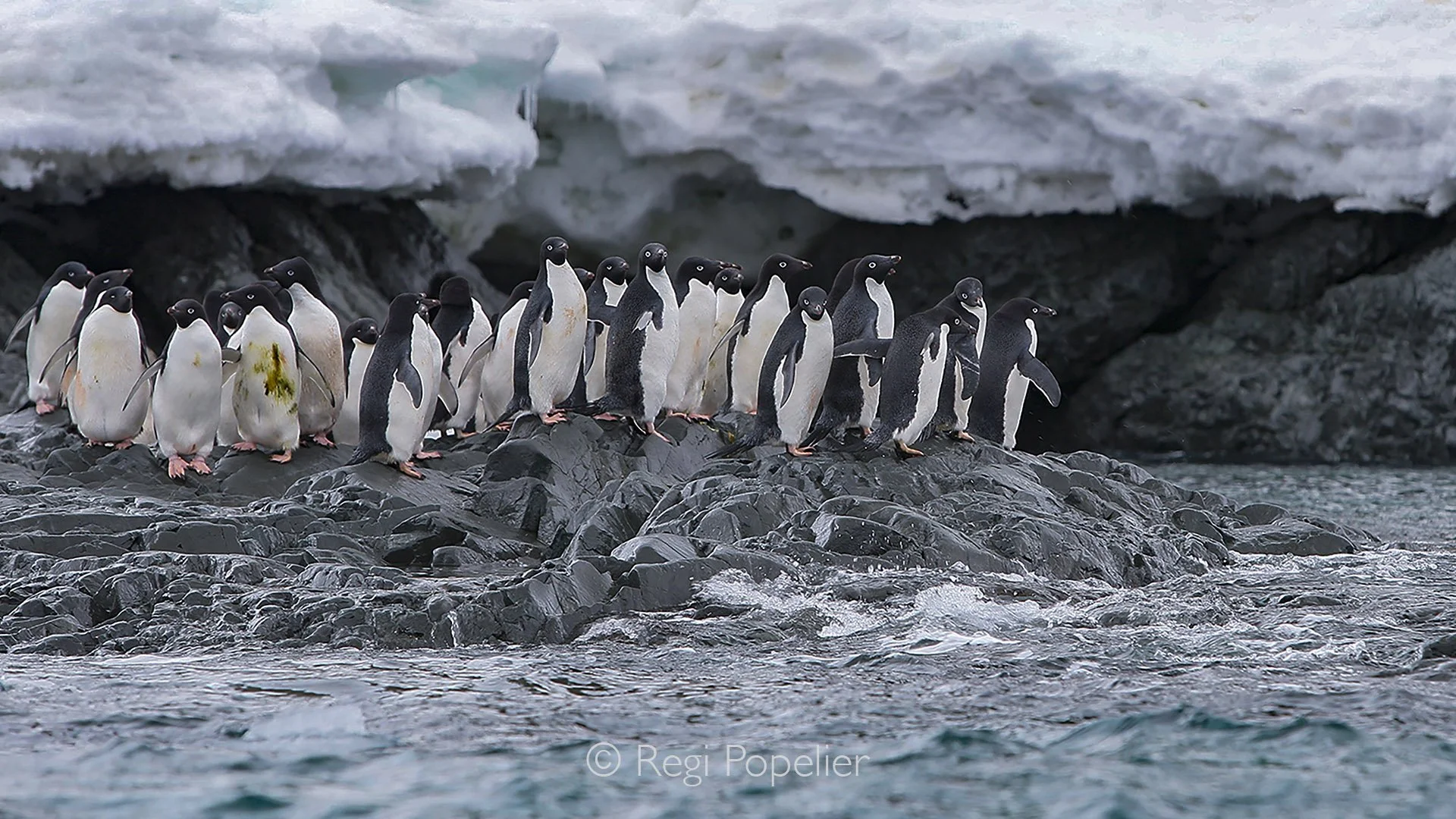 ANT003 - Group of Adelie penguins gathered on the Antarctic ice ready for the jump.