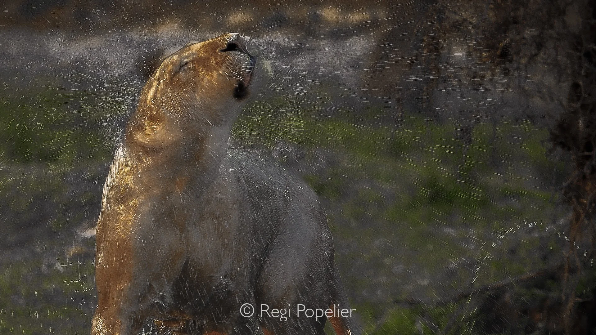 ZAMBIA003 - The lion erupts from the filthy pool, flinging water heavy with death—each shake carrying the presence of the hippos that fed it.
