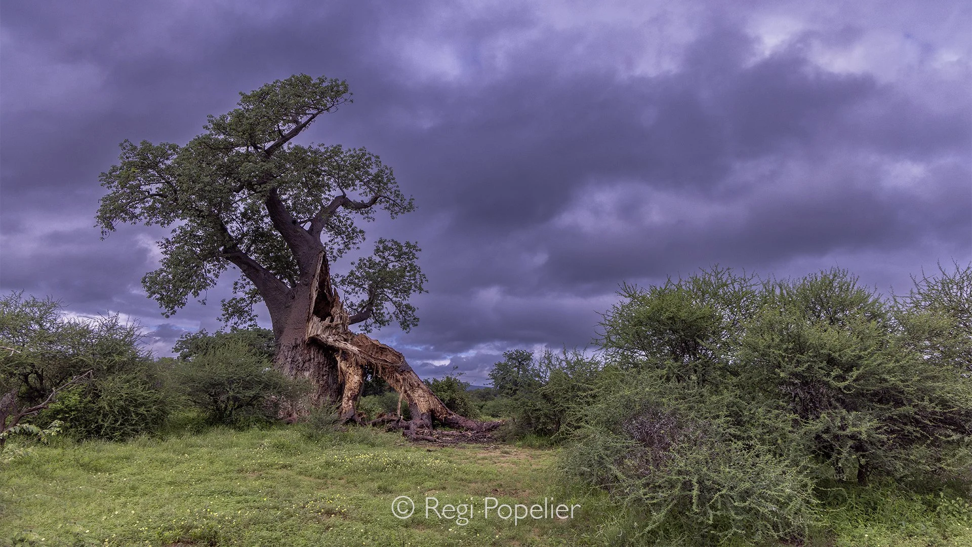 South Africa083  - During a walking safari the ancient baobabs of Pafuri rise from the northern Kruger landscape like sculptural giants, their massive trunks and twisted branches bearing witness to countless seasons.