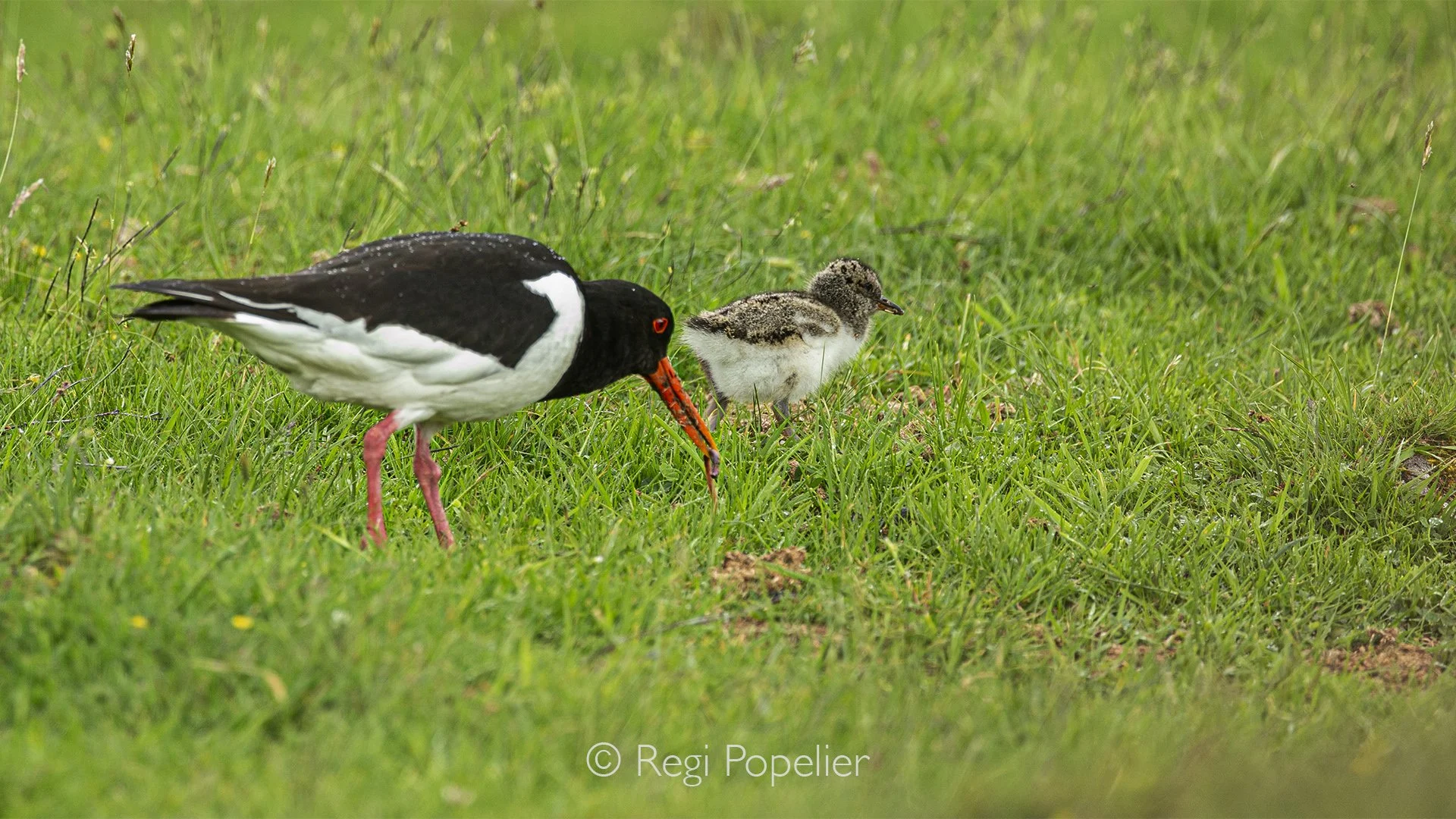 Scotland042 - Parent oystercatcher walks gently alongside its chick, guiding the young bird through its first steps in the natural world.