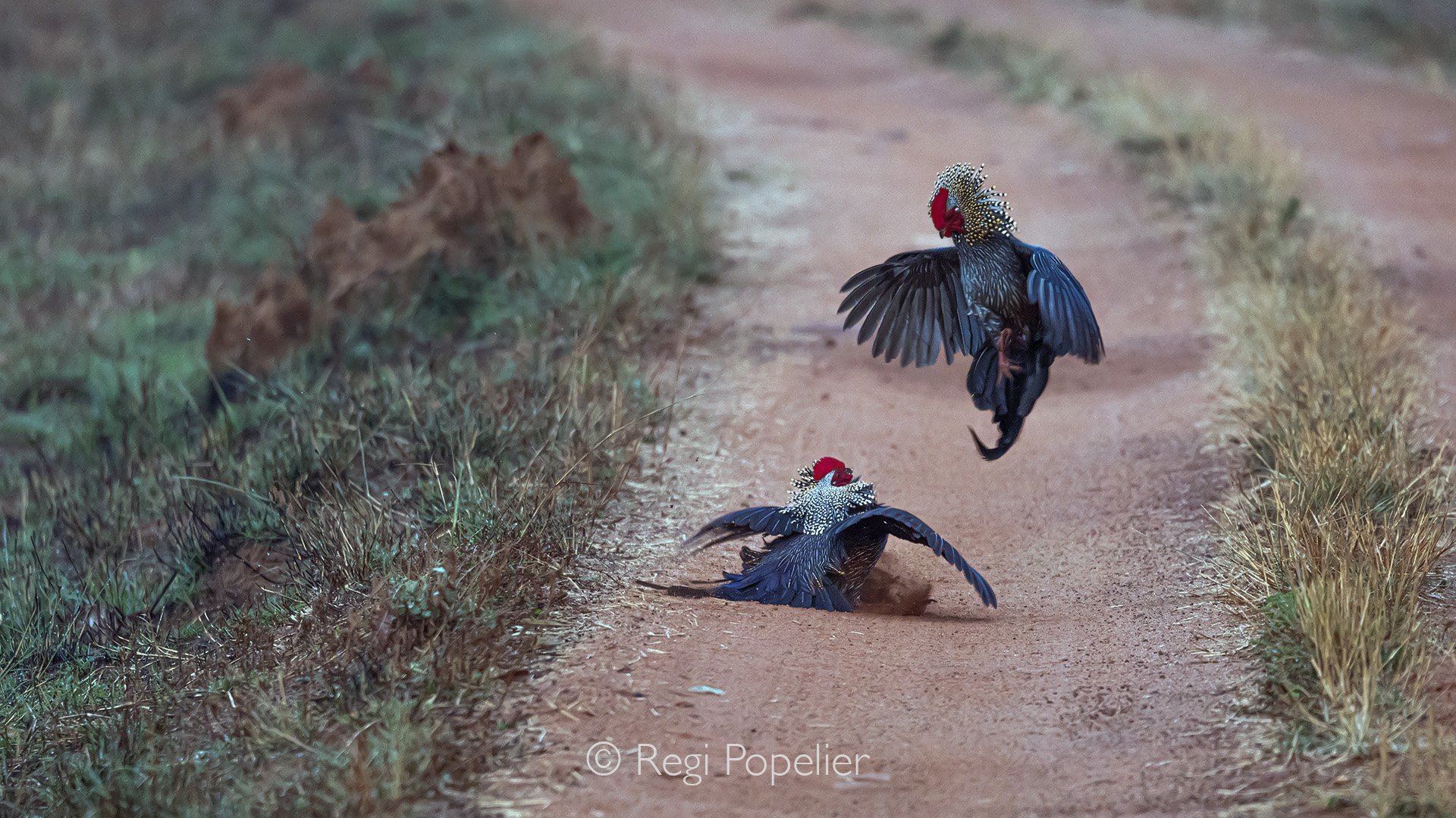 INDIA059 - Grey Indian jungle fowl early morning while fighting for dominance at the Indian peninsula 