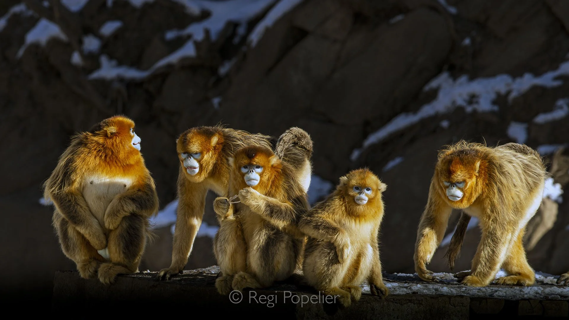 CHIN011 - Golden snob nosed monkeys gathers at their feeding spot,  their striking golden fur glowing in the dappled light.