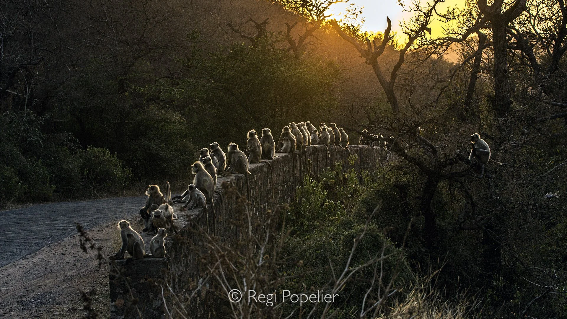 INDIA033 - At evening when leaving the NP you  find lot's of langurs sitting on the railing of a bridge particularly when exiting from the core zones (1-5) toward Sawai Madhopur.