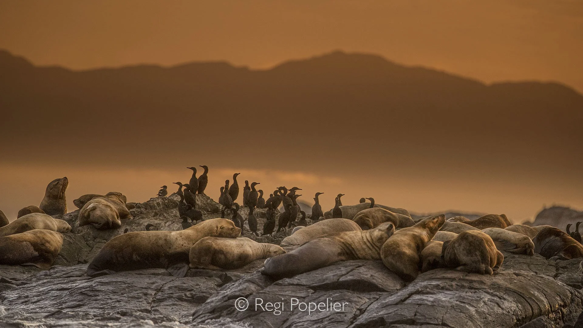 CAN011 - Seals and cormorants rest together on a rocky outcrop, surrounded by the calm waters of British Columbia.