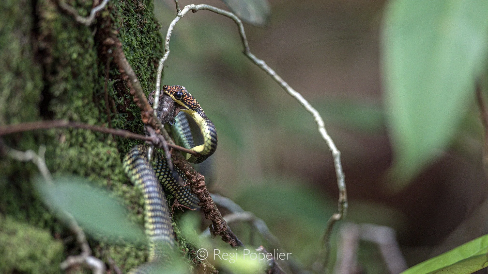 INDO011 - While arrived at Tanjung Puting not only Urang utangs are something to look for , here a paradise tree snake eating it's lunch. 