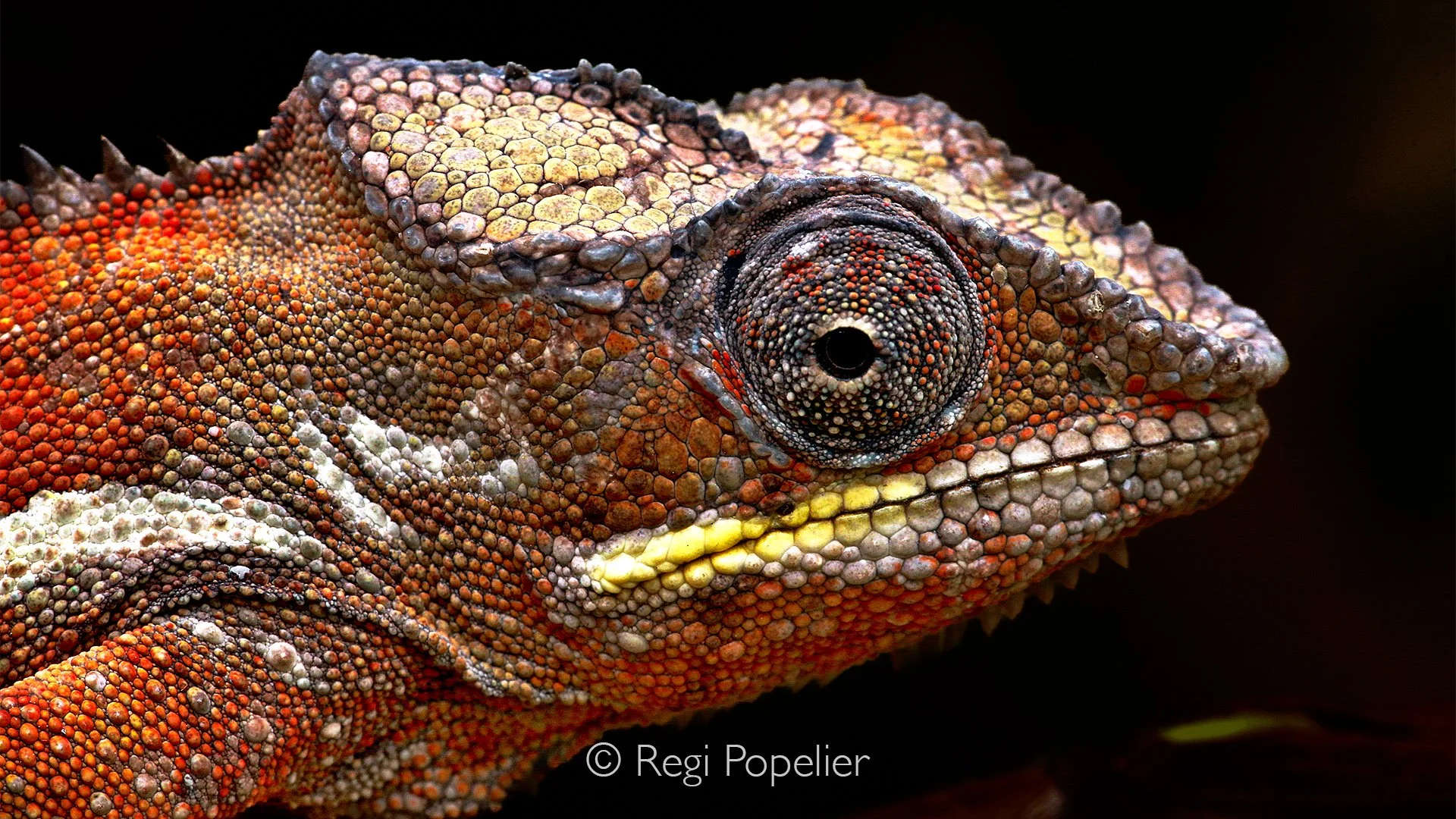 MADA024 - Panther chameleon, Furcifer pardalis