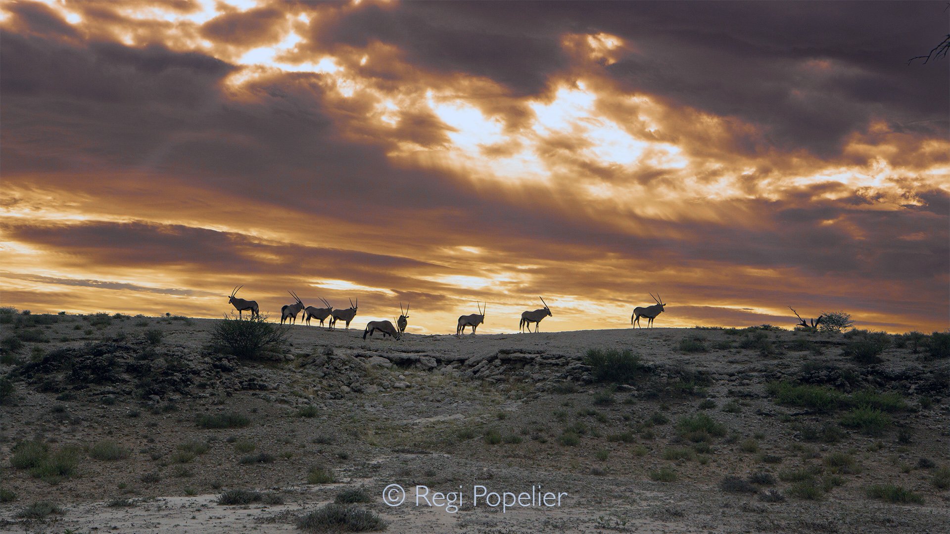 South Africa001  - The Transfrontier Kalahari reveals its magic not in abundance, but in silence. Perched on a gentle dune as the first golden rays of sunset touch the landscape, a solitary oryx surveys its timeless kingdom. The fading light softens 
