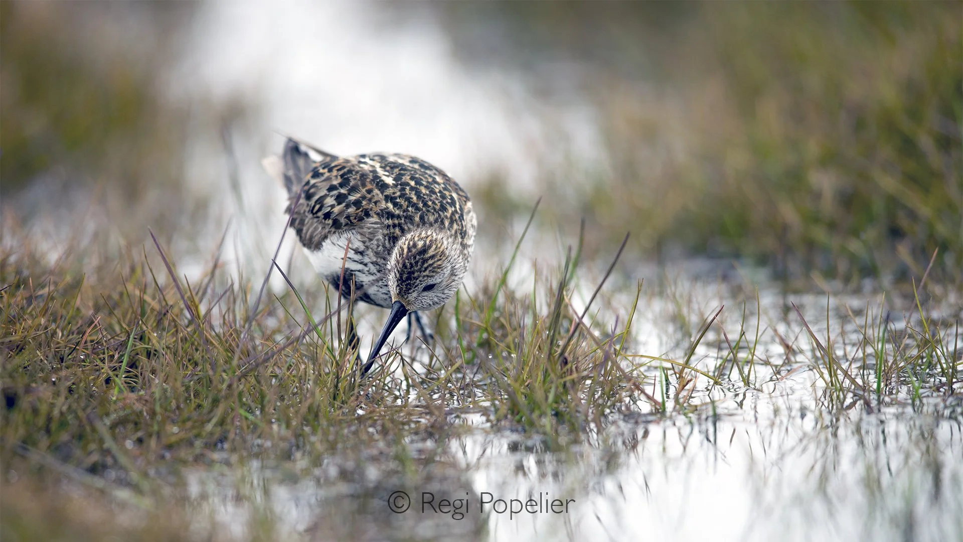 NPOLE076 - Purple Sandpiper
Calidris maritima at Longyearbyen.
