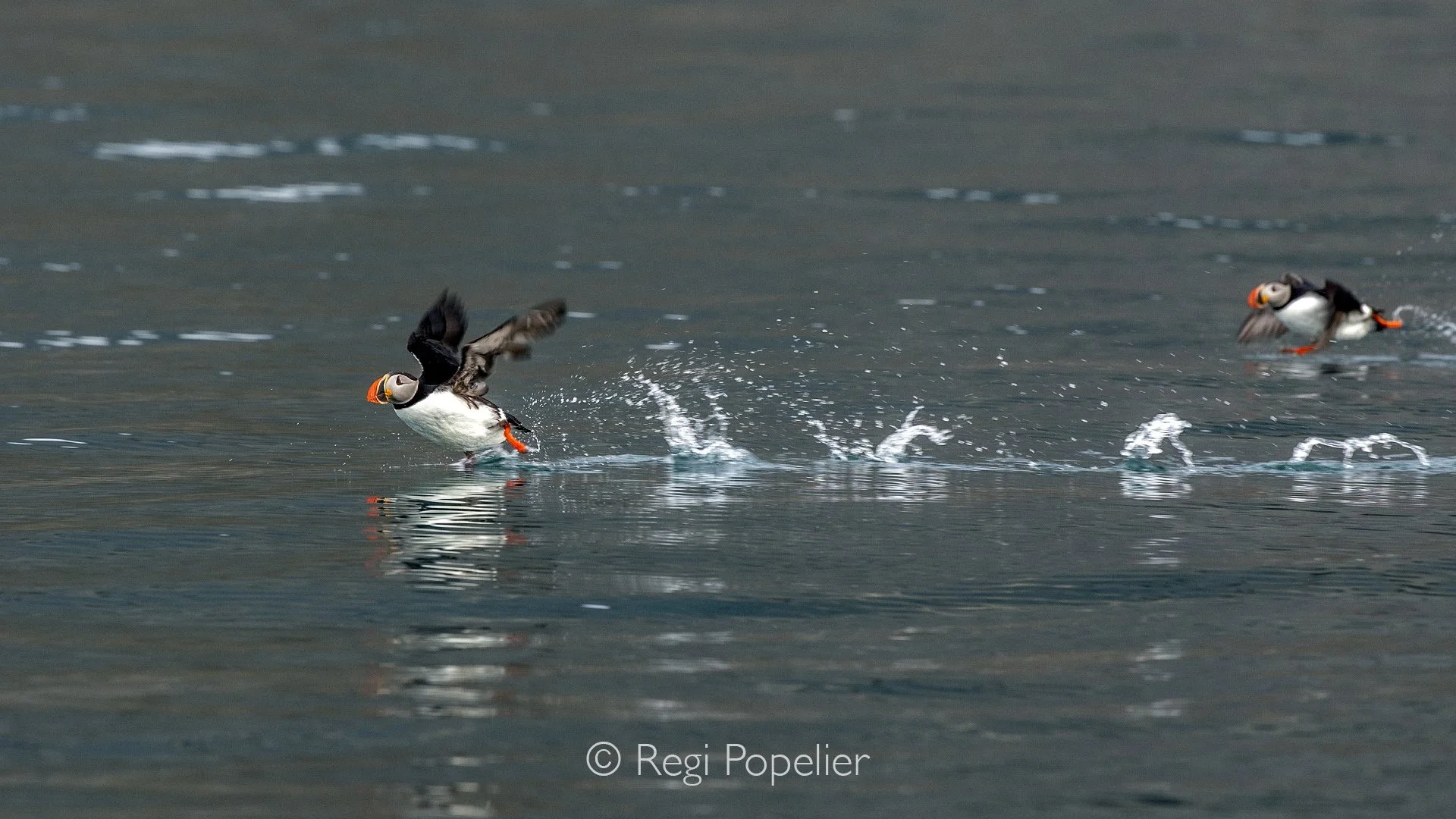 NPOLE059 - Puffins in take off position.