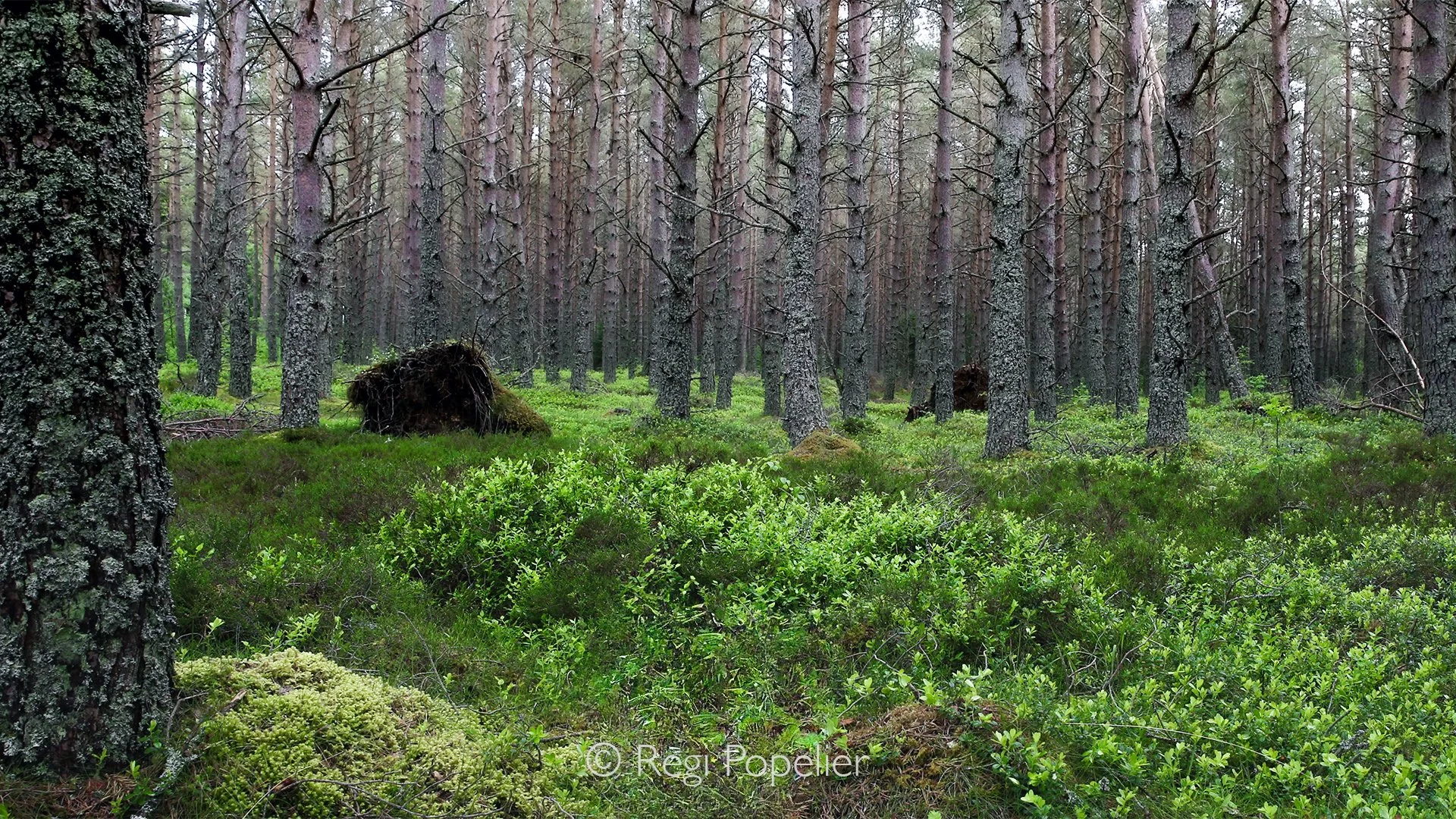Scotland049 - The trees form a textured backdrop above the lush green meadow, blending strength and softness into a harmonious woodland scene.