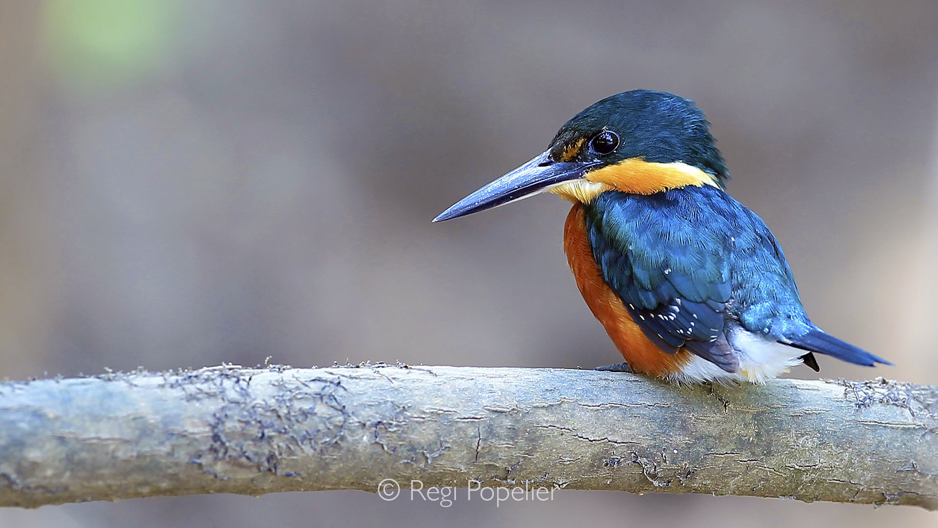 CR006 - The elusive American pygmy kingfisher perches quietly by a Costa Rican stream, his vibrant colors and tiny frame making it a rare and enchanting sight in the dense waterside foliage.