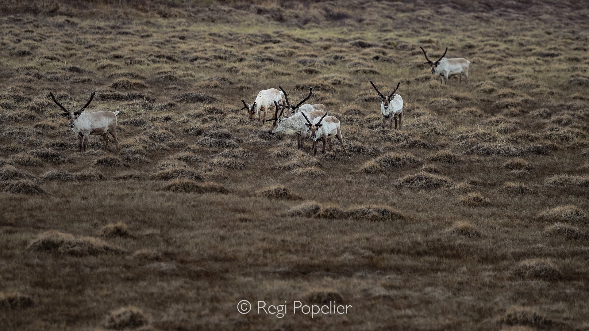 ICEL032 - Many of Iceland’s reindeer now spend much time in spring foraging in the highlands near Mount Snæfel