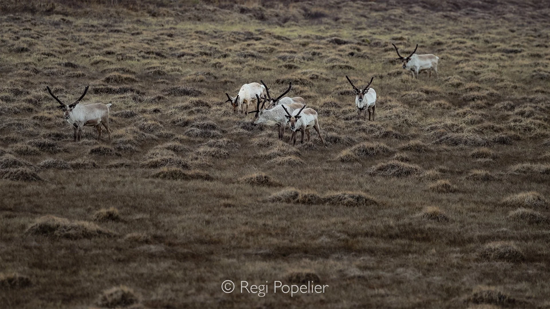 ICEL032 - Many of Iceland’s reindeer now spend much time in spring foraging in the highlands near Mount Snæfel.