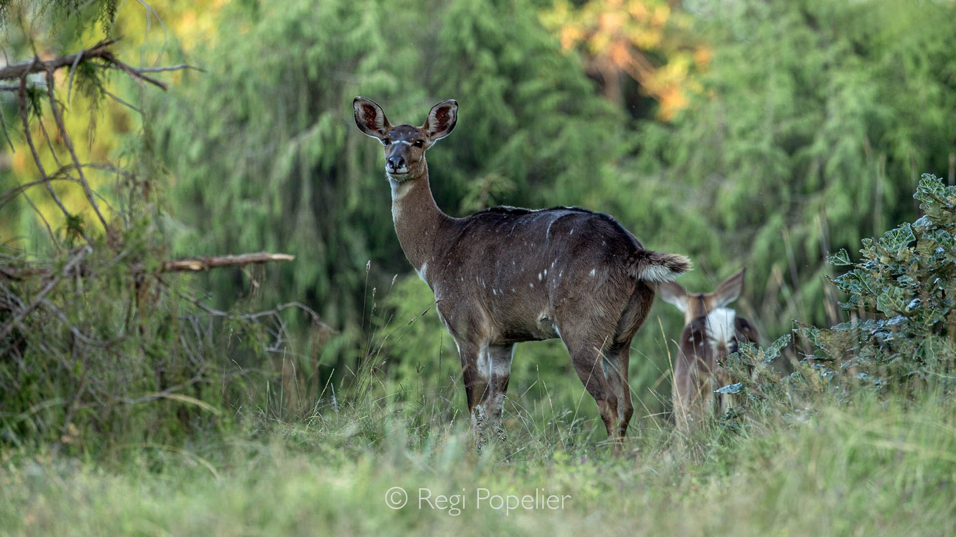 ETH015 - image of The Mountain Nyala (Tragelaphus buxtoni) in this case a female.
This  endangered antelope  is endemic to the Ethiopian highlands