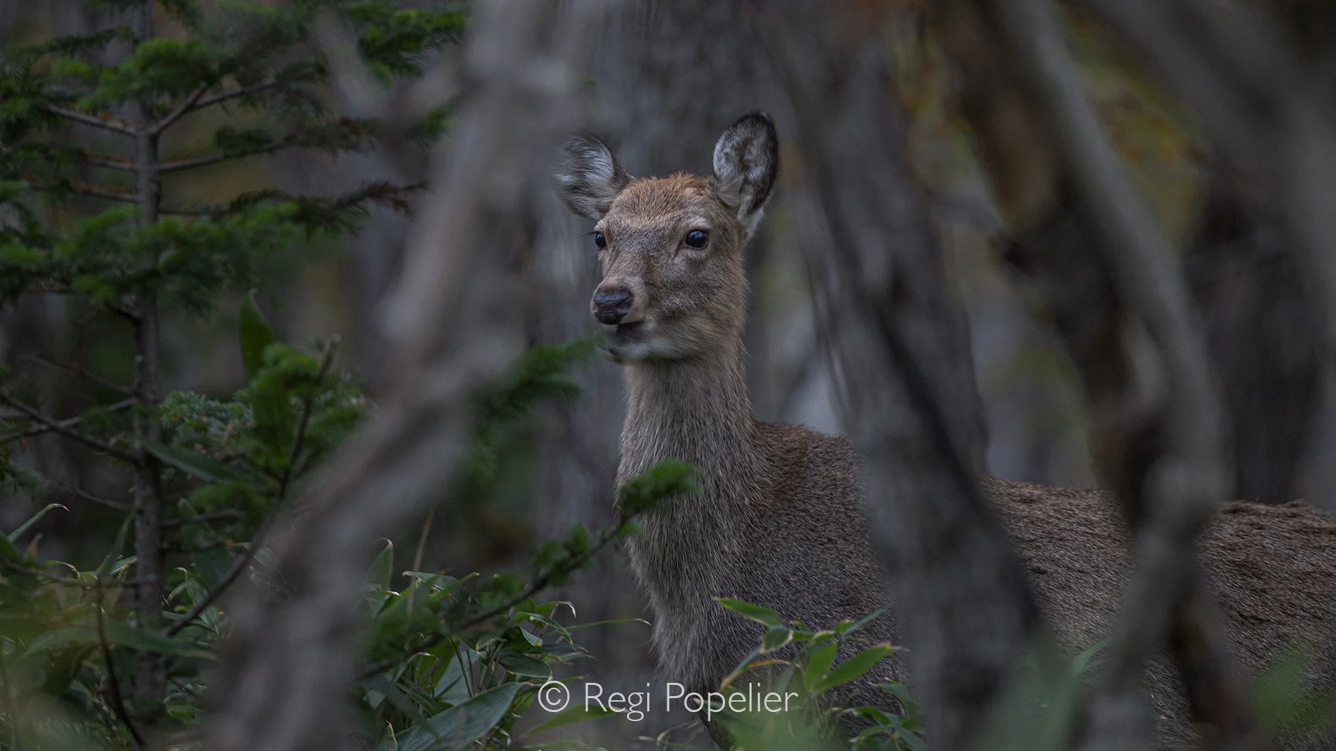 HOK011 - Ezo Sika deer can be found along the roads and in the forest of Shiroteko and is frequently seen 