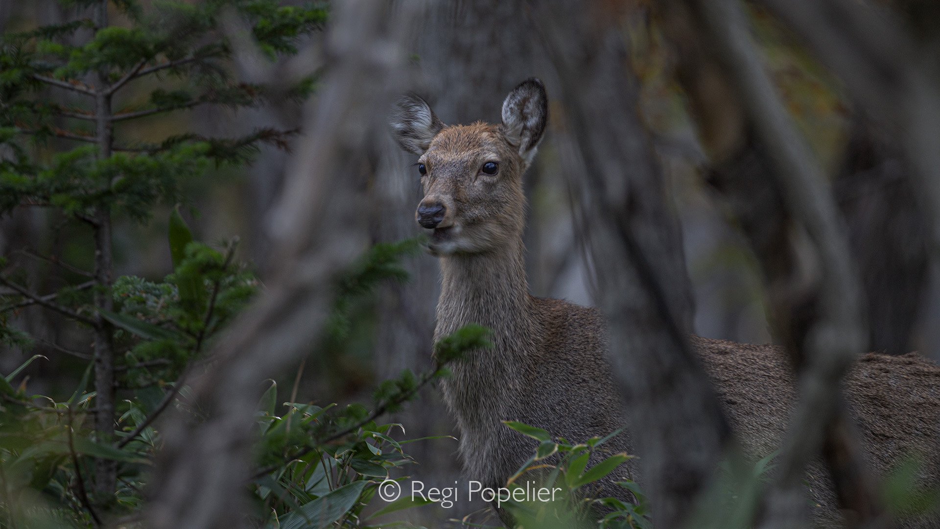 HOK011 - Ezo Sika deer can be found along the roads and in the forest of Shiroteko and is frequently seen 