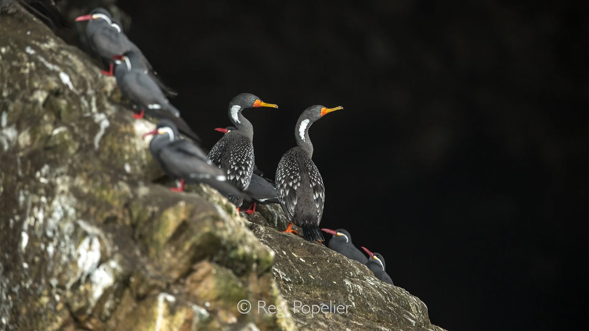 PERU014 - On the windswept coastal rocks, a pair of red-legged cormorants begins their courtship display, strengthening the bond that will lead to the next generation. 