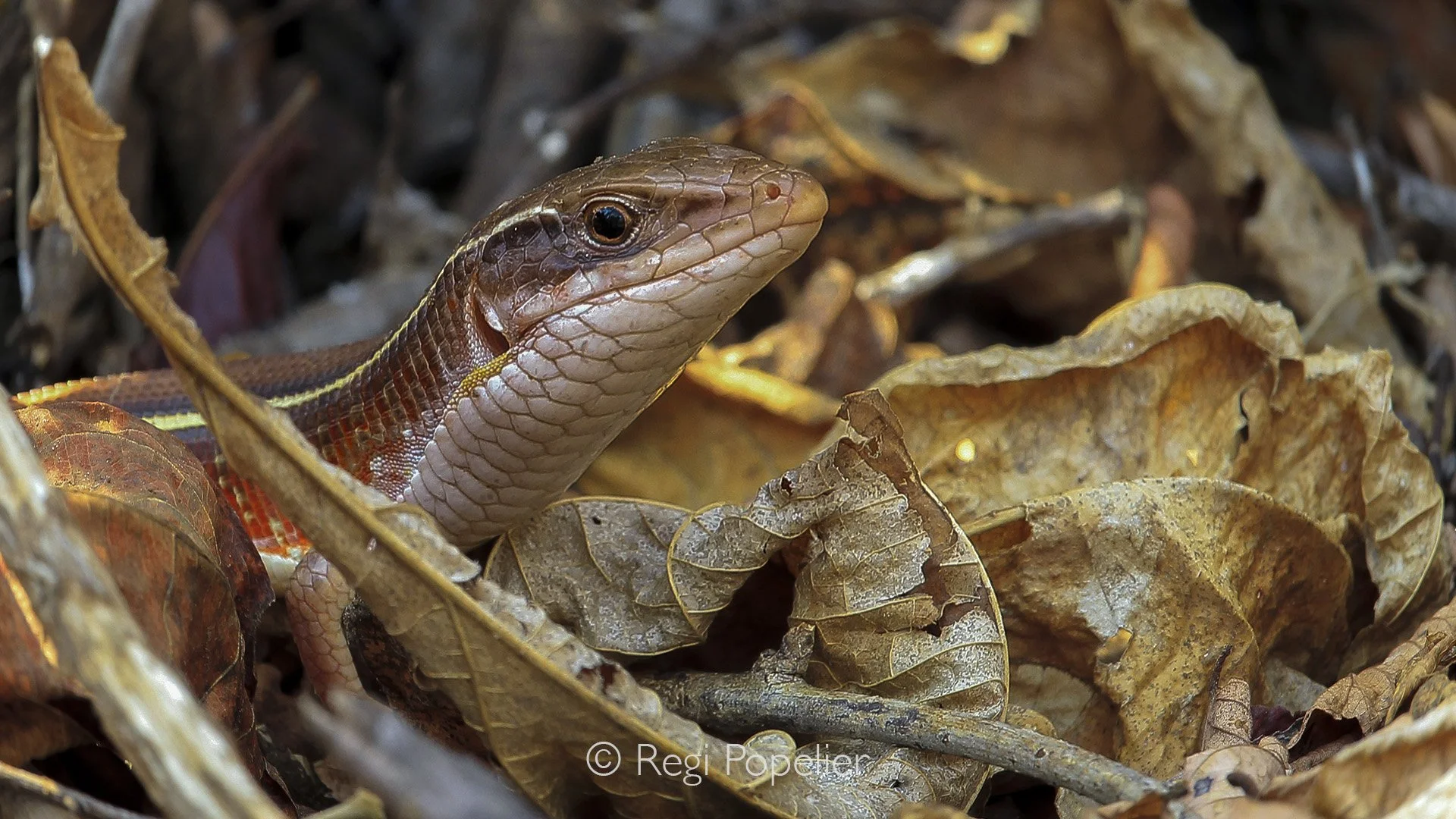ZAMBIA015 -Head of a Zambian skink 