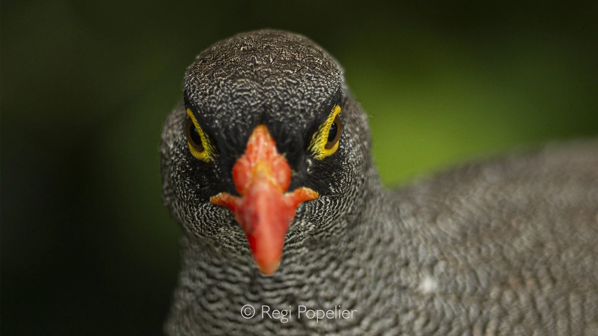 Namibia031 - Red-billed Francolin. 
