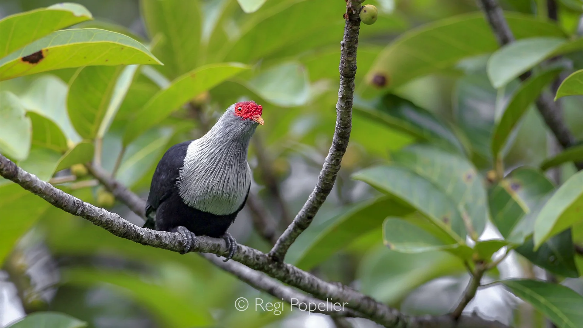 Seychelles015 - Resting among the tropical foliage, the Pizon Olande displays its elegant blue plumage and distinctive features in the soft island light.