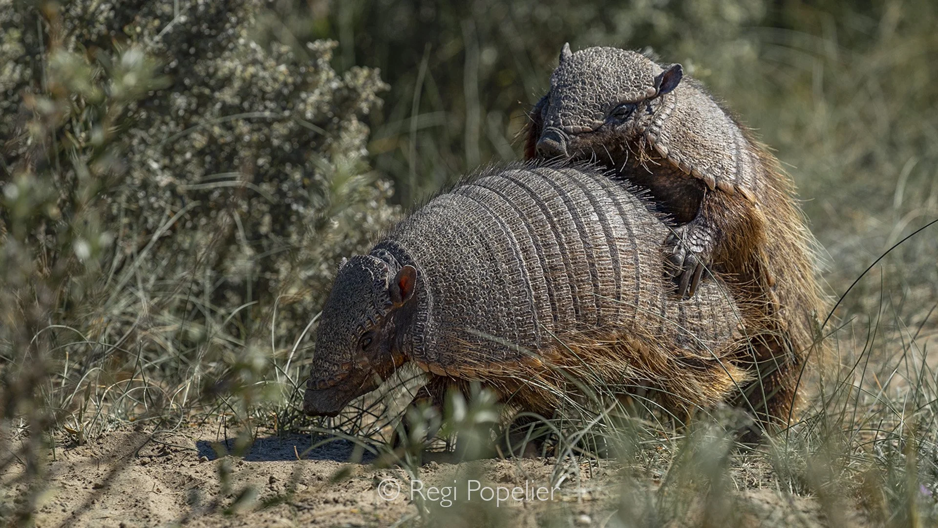 CHILI030 - mating hairy Armadillos at the peninsula of Valdez 