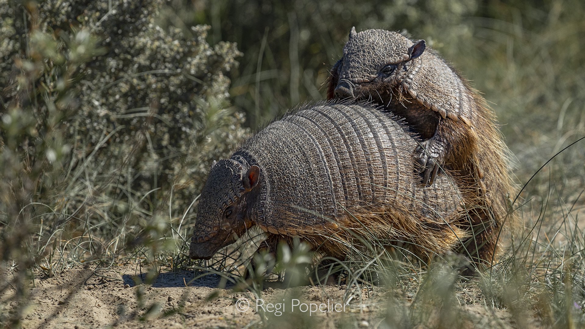 CHILI030 - mating hairy Armadillos at the peninsula of Valdez. 
