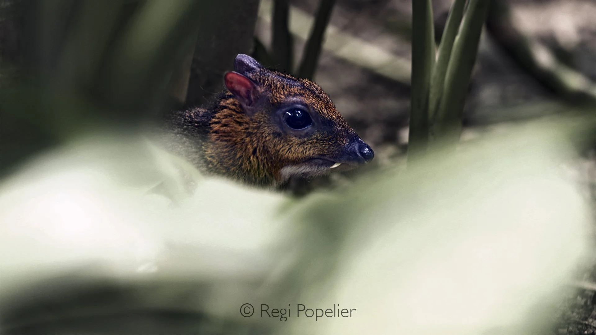 MALAS035 - Close up of The lesser mouse-deer or kanchil (Tragulus kanchil), also known as the lesser Malay chevrotain.