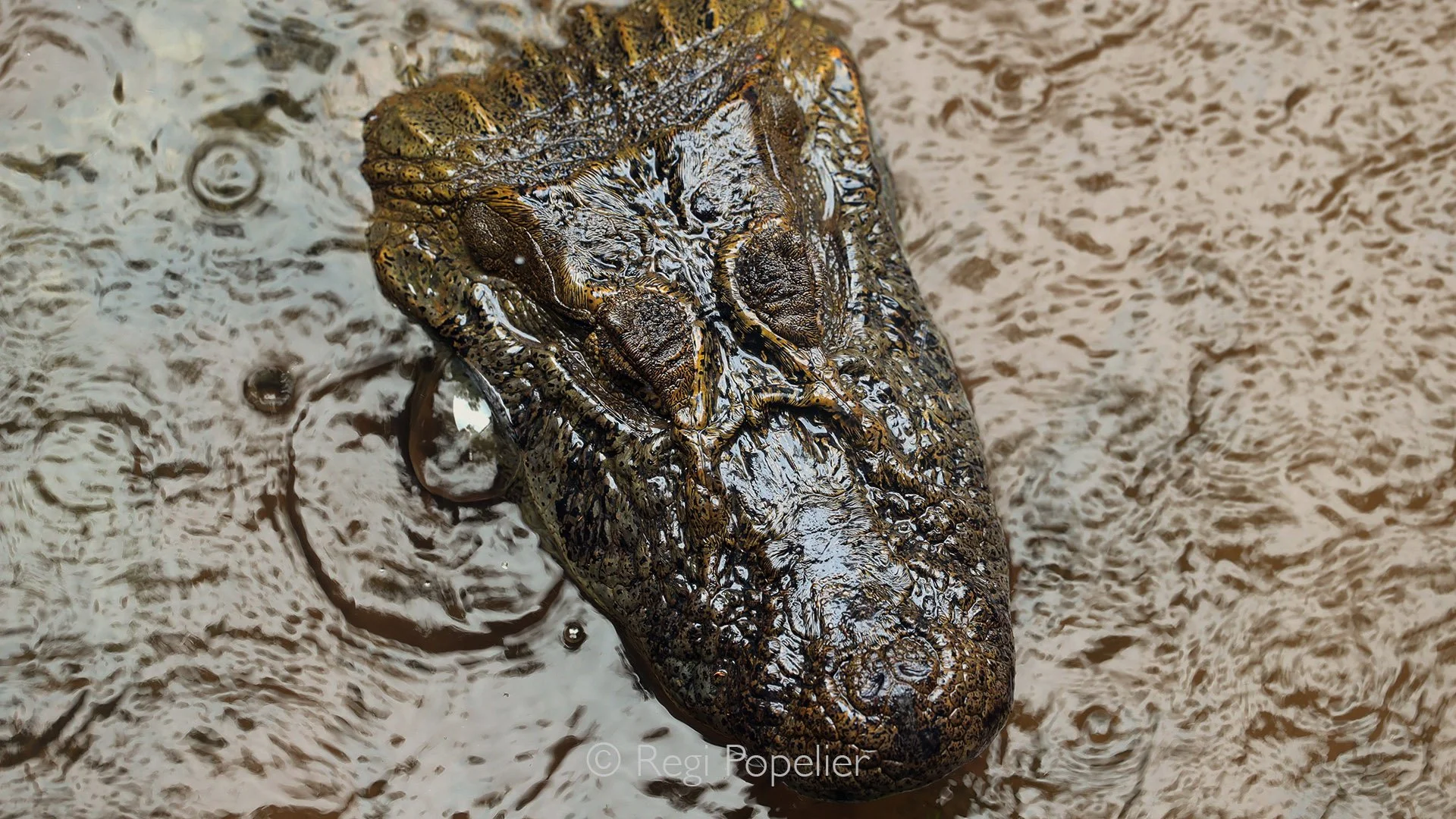 ARG004 - Close-up of the head of a crocodile,  raw power and prehistoric elegance captured in a single frame.