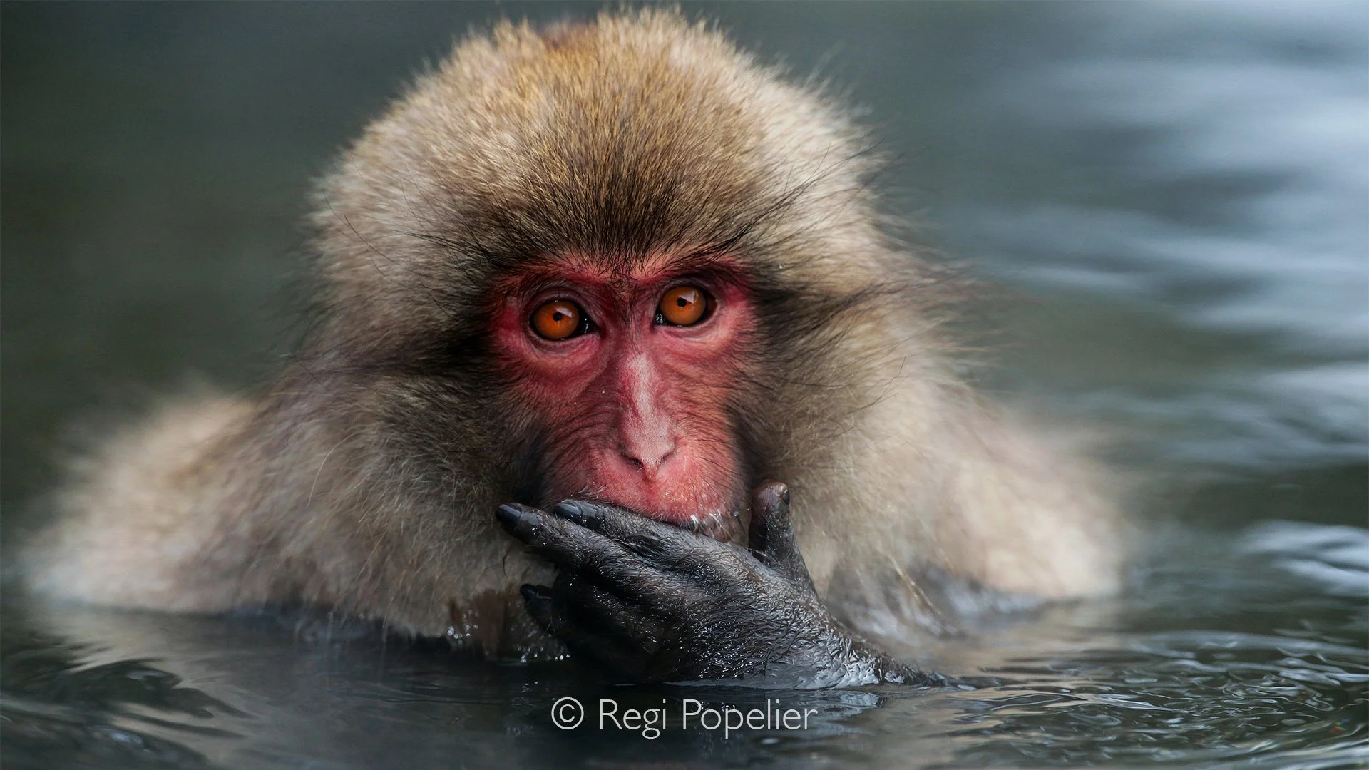 JAP003 -A macaque enjoying grains grown by the park staff while relaxing in the warm hot spring bath
