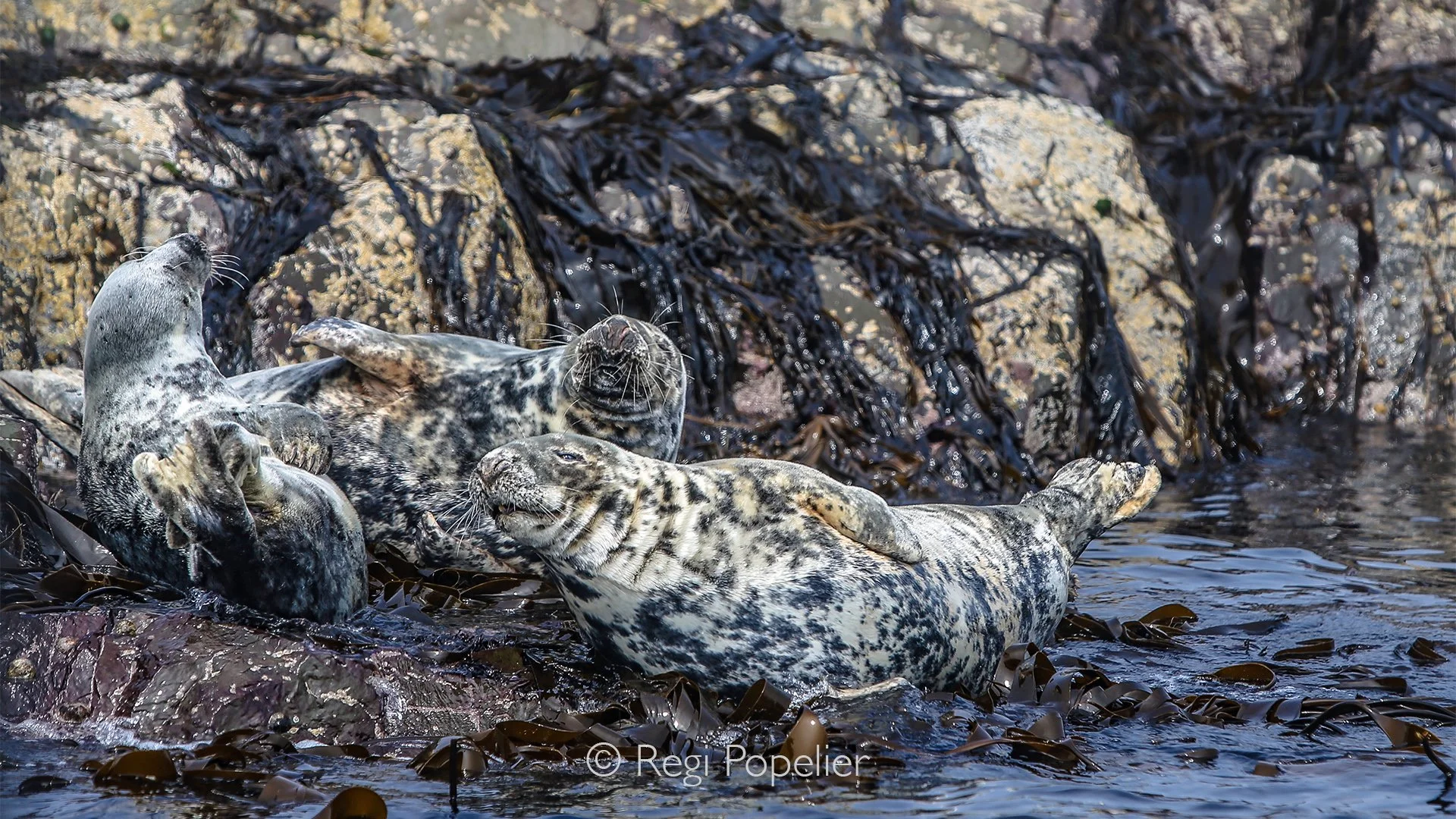 Scotland019  - Massive Coastal Haul-outs: Weighing up to 300 kg (over 660 lbs), these large predators spend hours resting or "hauling out" on rocky shorelines, sandbanks, and skerries to rest and digest their food.