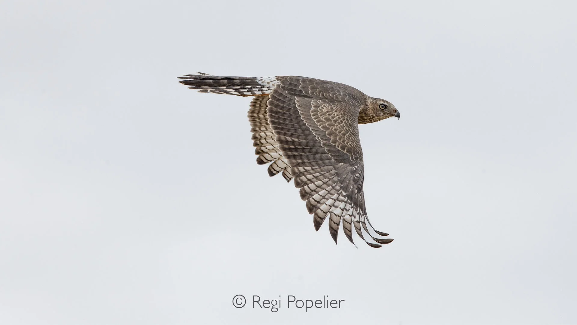 South Africa048 - African Hawk Harrier ?