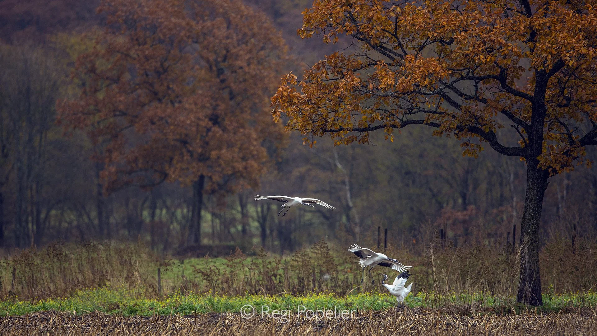 HOK015 - Once more , the magic of autumn and its habitants making the image complete 