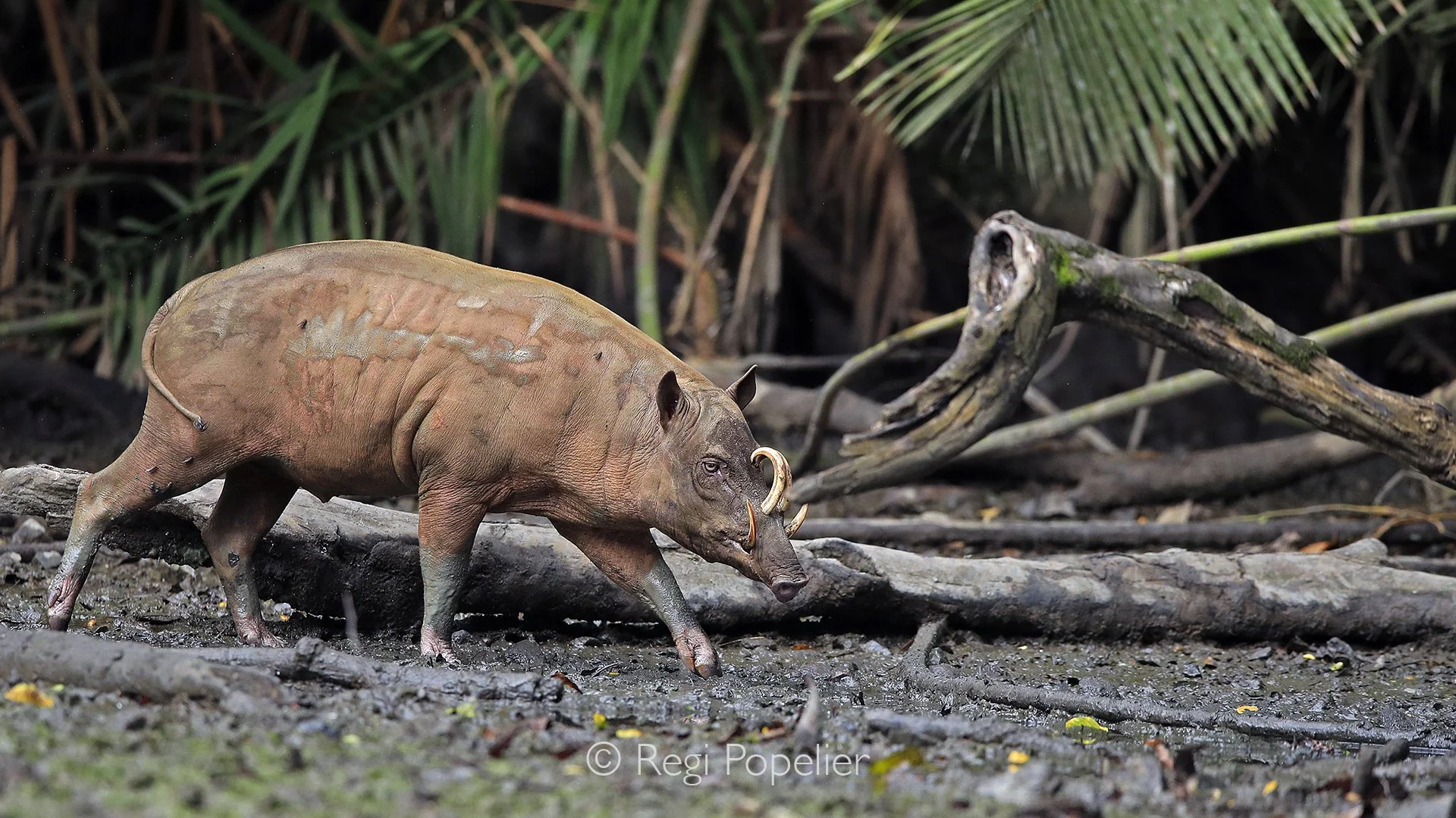 INDO030 - Meet the North Sulawesi babirusa: a mostly hairless pig with dramatic curved tusks! Native to Sulawesi, this vulnerable species faces hunting, habitat loss, and attacks from dogs, protected by law but still at risk.