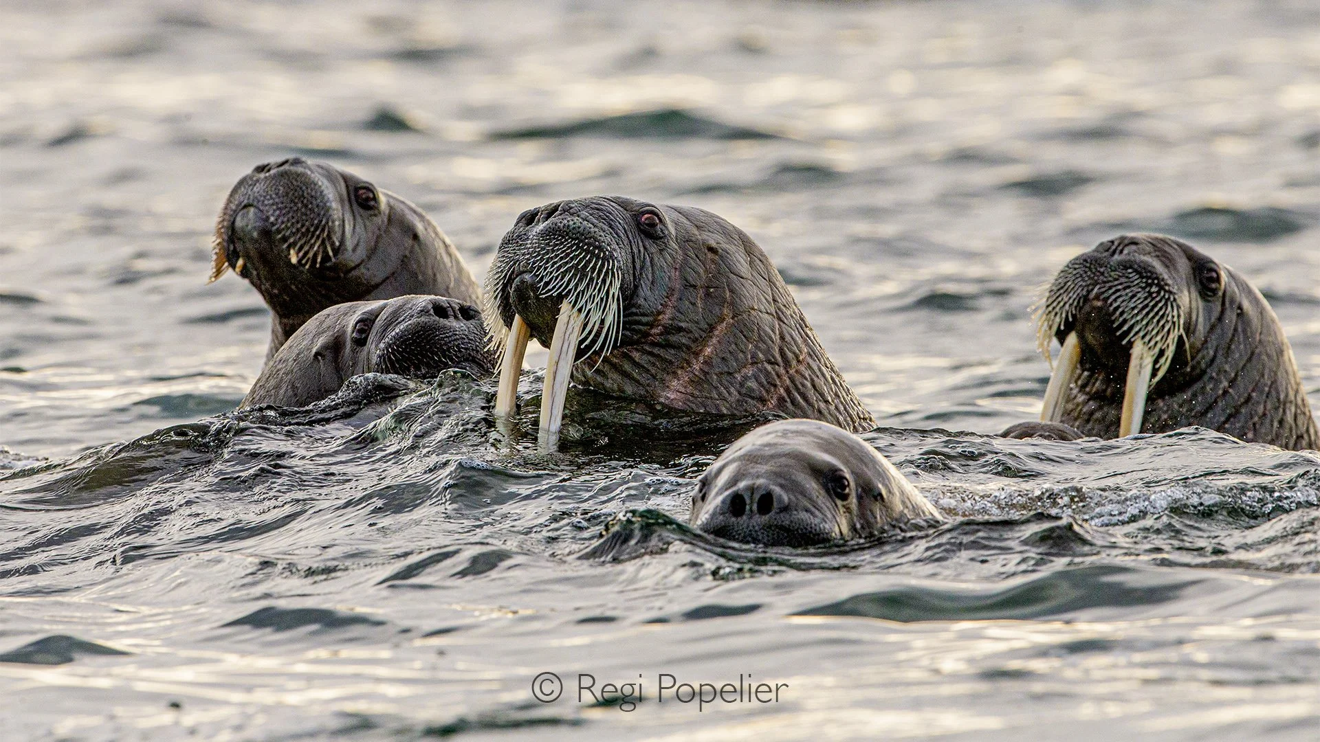 NPOLE021 - A group of walruses swims through the cold Arctic waters, perfectly adapted to life between sea and shore.