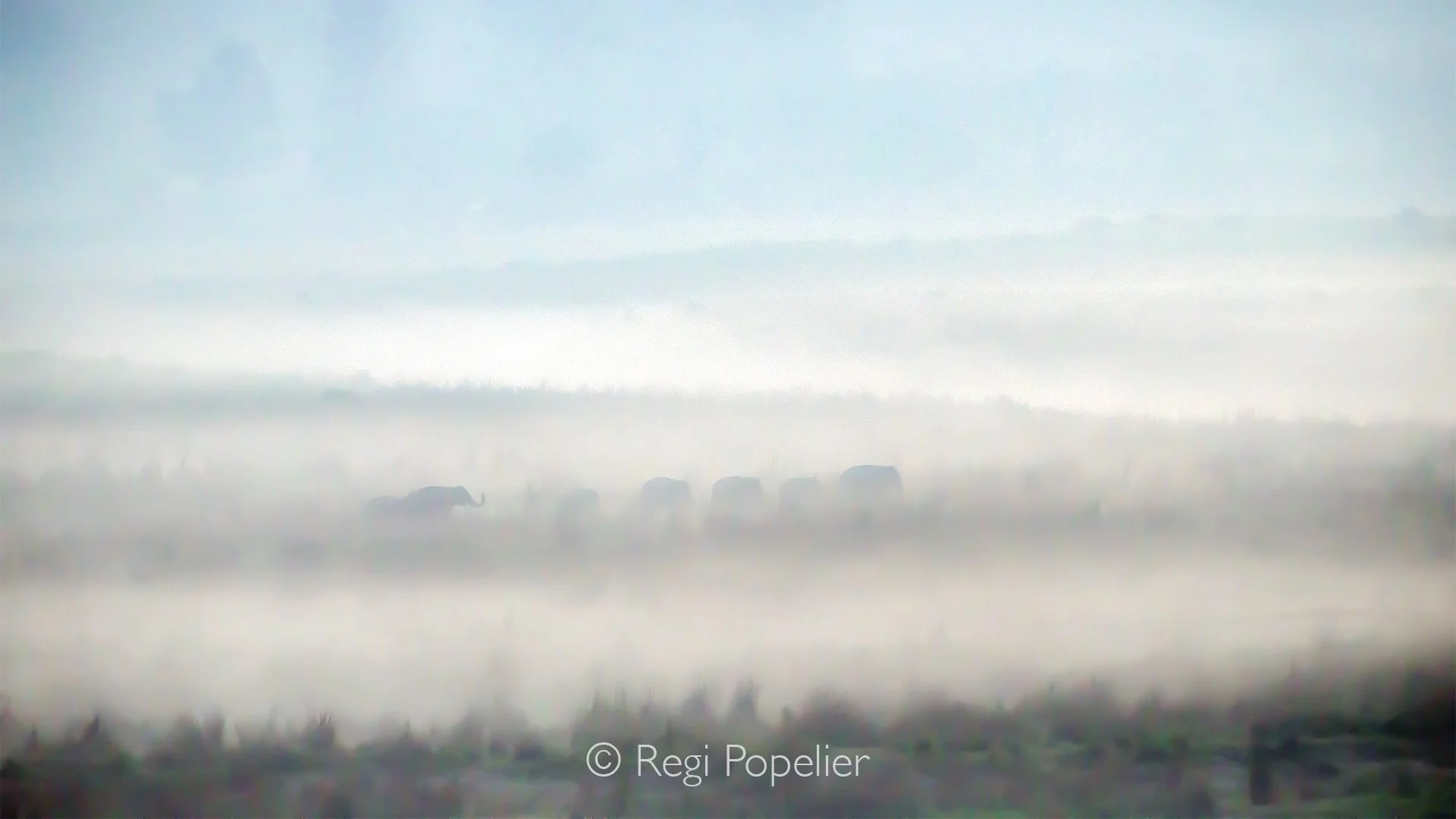 INDIA063 - At dawn in Jim Corbett National Park, we positioned ourselves along the trail, chasing the first golden rays and hoping the elephants would appear by the water. In wildlife photography, timing meets patience, and a little bit of luck