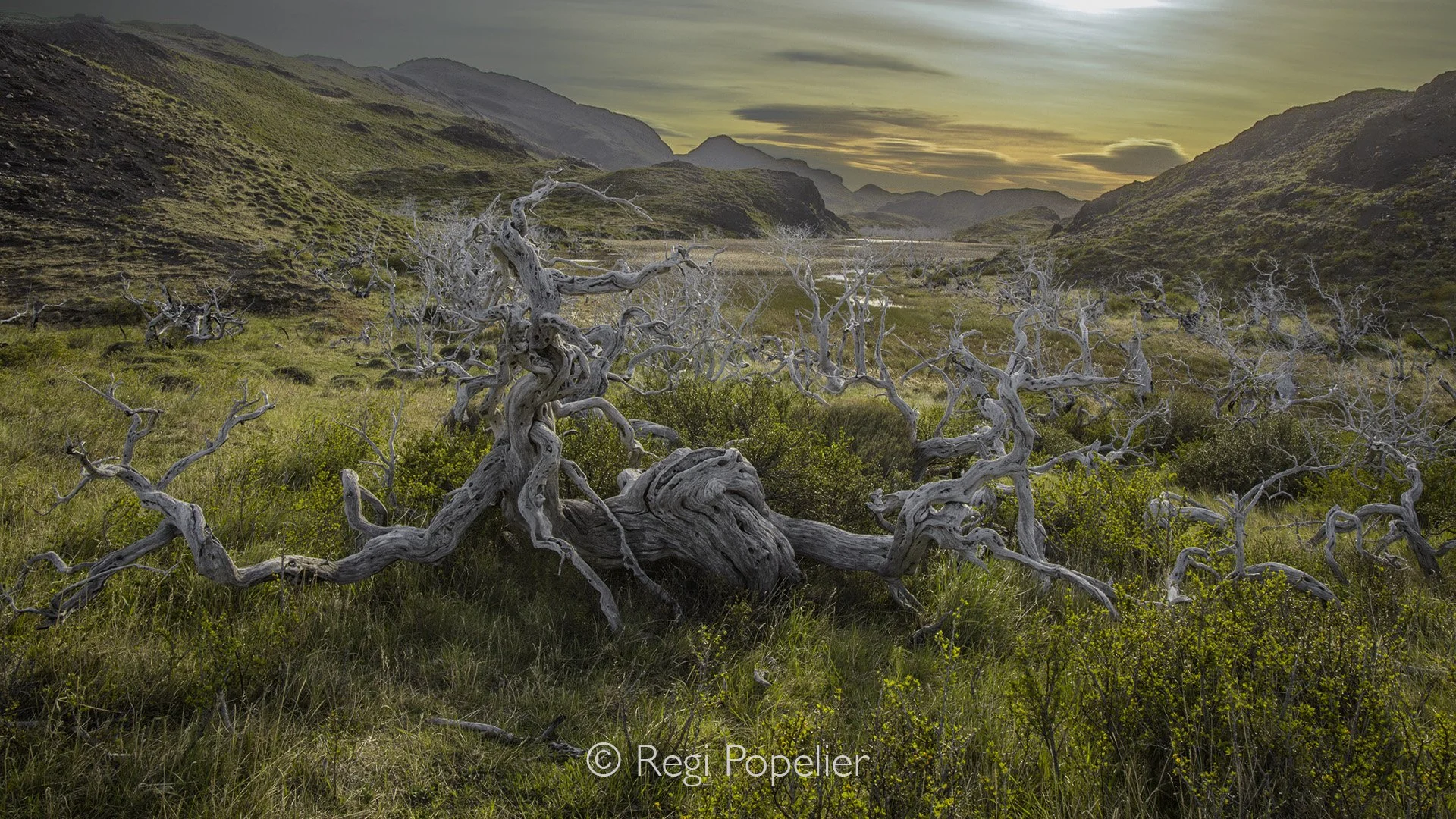 CHILI011 - Dead trees at Lago pehoe.  