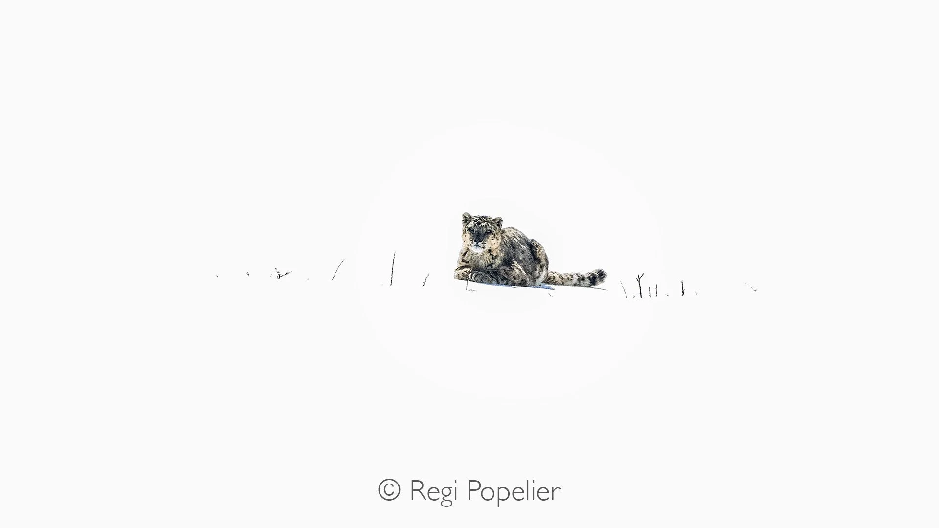HIMA046 - i was so impressed to find this male in my proximity about 100 m. 