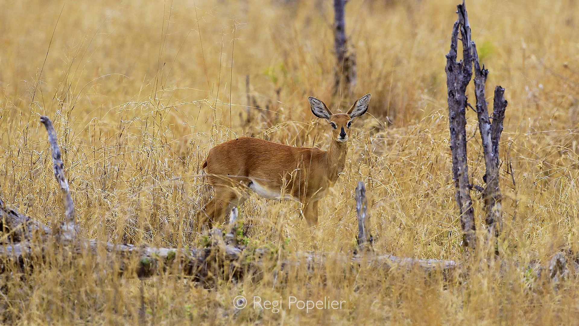 ZIM005 - Female bushbuck posing. 