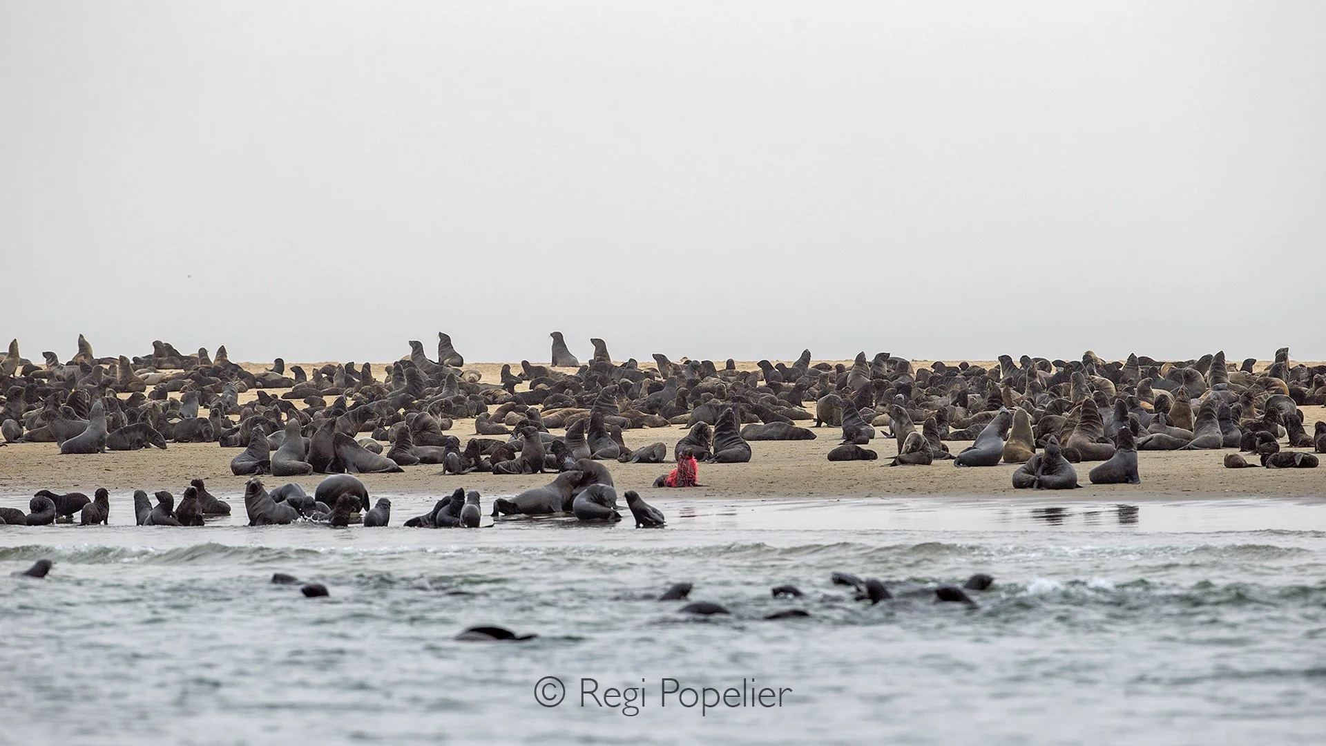 Namibia045 - The tragedy of marine debris. Zooming into the center of this resting colony of Cape fur seals (Arctocephalus pusillus) reveals a heartbreaking truth. The bright red fishing net wrapped tightly around this individual is a slow death sent