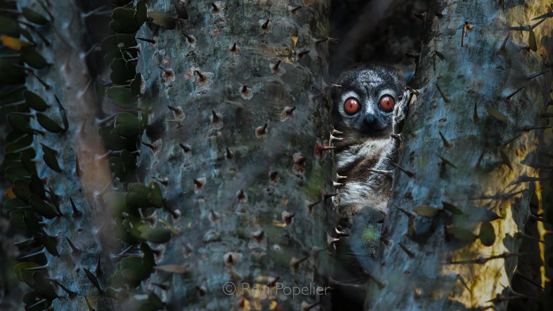 MADA028 -  Eastern Woolly Lemur (avahi Laniger 